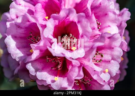 Nahaufnahme von rosa Rhododendron oder Azalea-Blume im Sonnenschein, Royal Botanic Garden, Edinburgh, Schottland, Großbritannien Stockfoto