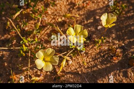 Gelbauge-Woodsorrel Oxalis obtusa 12630 Stockfoto