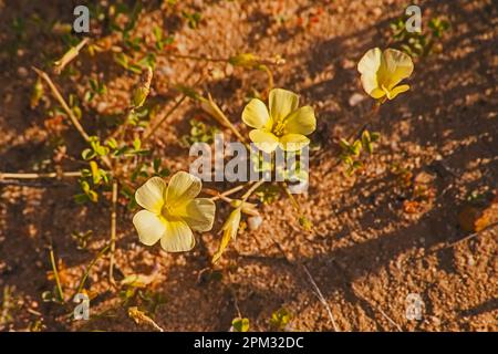 Gelbauge-Woodsorrel Oxalis obtusa 12629 Stockfoto