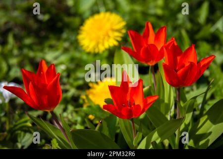 Nahaufnahme roter Tulpen (Tulipa) im Sonnenschein mit unfokussiertem Hintergrund. Stockfoto