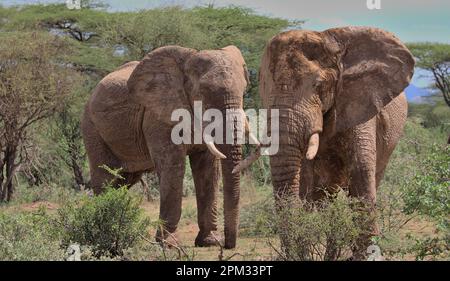 Zwei riesige afrikanische Elefantenbullen stehen im wilden Busch der Büffelquellen des Nationalreservats kenia zusammen in Alarmbereitschaft Stockfoto