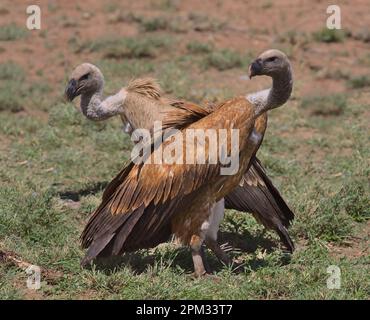 Ein Greifgeier mit weißem Rücken und Rocky's, der im Reservat kenia, dem Wildbüffelquellen-Nationalreservat, gemeinsam wachsam ist Stockfoto