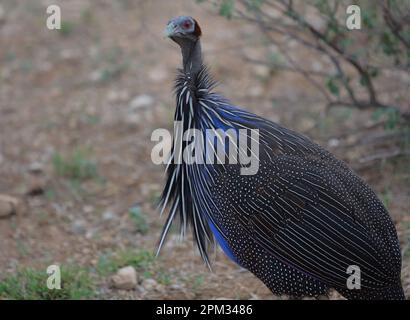 Porträt einer vulturinen Guineafowl, die vor Ort im Naturschutzgebiet der wilden Buffalo Springs, kenia, wachsam ist Stockfoto