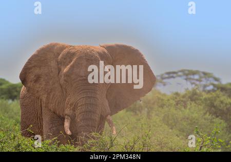 Vorderansicht eines einzelnen männlichen afrikanischen Elefanten, bedeckt von einer Staubwolke, während er im Wildbüffelquellen-Nationalreservat kenia mit den Ohren flattert Stockfoto