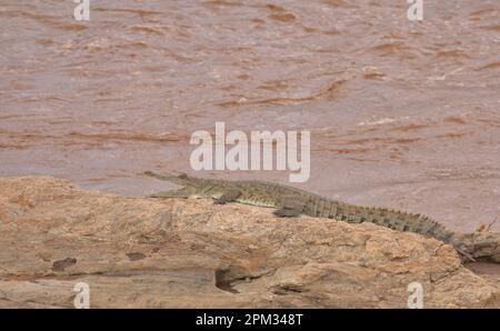 Das gesamte Seitenprofil des nilkrokodils liegt auf einem Felsen am fluss ewaso nyiro im Nationalreservat Buffalo Springs, kenia Stockfoto