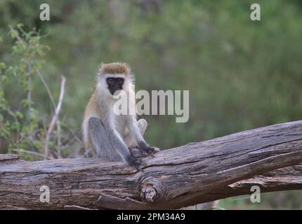 Neugieriger, aber wachsamer Vervet-Affe, der auf einem Baumstamm im Wildbüffelquellen-Nationalreservat kenia sitzt Stockfoto