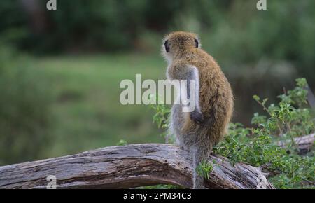 Süßer Vervet-Affe, der auf einem Ast sitzt und sich am Rücken kratzt und auf die wilden Wälder der Büffelquellen des Nationalreservats kenia blickt Stockfoto