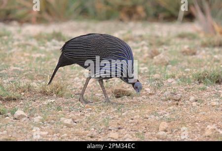 Hungrige, vulturine Guineafowl, die im Naturreservat kenia, den wilden Büffelquellen, nach Nahrung sucht Stockfoto