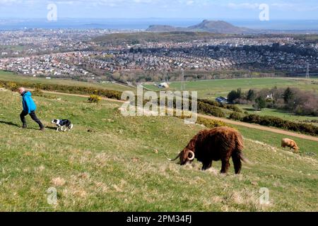 Edinburgh, Schottland, Großbritannien. 11. April 2023 Highland-Kühe genießen den sonnigen Morgen und grasen auf den Hängen der Pentland Hills südlich von Edinburgh. Die Herde lebt ungehindert auf dem Hügel, den sie das ganze Jahr über grasen, und sie bewegen sich, wie sie wollen. Blick in Richtung Edinburgh City und Arthurs Seat. Hundegang auf dem Hügel. Kredit: Craig Brown/Alamy Live News Stockfoto