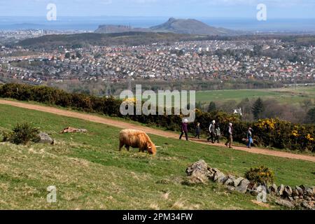 Edinburgh, Schottland, Großbritannien. 11. April 2023 Highland-Kühe genießen den sonnigen Morgen und grasen auf den Hängen der Pentland Hills südlich von Edinburgh. Die Herde lebt ungehindert auf dem Hügel, den sie das ganze Jahr über grasen, und sie bewegen sich, wie sie wollen. Blick in Richtung Edinburgh City und Arthurs Seat. Kredit: Craig Brown/Alamy Live News Stockfoto