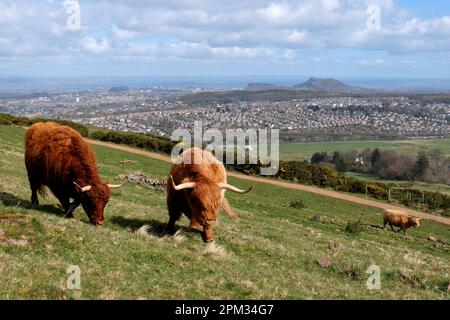 Edinburgh, Schottland, Großbritannien. 11. April 2023 Highland-Kühe genießen den sonnigen Morgen und grasen auf den Hängen der Pentland Hills südlich von Edinburgh. Die Herde lebt ungehindert auf dem Hügel, den sie das ganze Jahr über grasen, und sie bewegen sich, wie sie wollen. Blick in Richtung Edinburgh City und Arthurs Seat. Kredit: Craig Brown/Alamy Live News Stockfoto