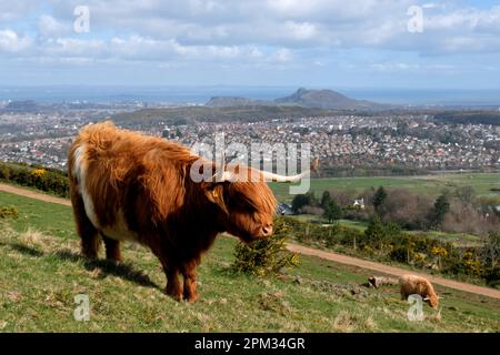 Edinburgh, Schottland, Großbritannien. 11. April 2023 Highland-Kühe genießen den sonnigen Morgen und grasen auf den Hängen der Pentland Hills südlich von Edinburgh. Die Herde lebt ungehindert auf dem Hügel, den sie das ganze Jahr über grasen, und sie bewegen sich, wie sie wollen. Blick in Richtung Edinburgh City und Arthurs Seat. Kredit: Craig Brown/Alamy Live News Stockfoto