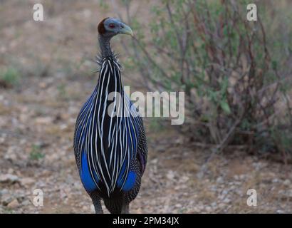 Vulturine Guineafowl, wachsam neben dem Busch im wilden Büffelquellen-Nationalreservat kenia Stockfoto