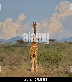 Volle Vorderansicht einer einzelnen vernetzten Giraffe, wachsam mit Wolken und Himmelshintergrund im wilden Büffelquellen-Nationalreservat kenia Stockfoto