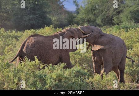 Junge männliche afrikanische Elefanten, die ihre Stärke und Dominanz testen, sind in der wilden Savanne der Buffalo Springs National Reserve, ken, mit Kopfhörern beschäftigt Stockfoto