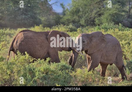 Zwei junge männliche afrikanische Elefanten spielen in den wilden Büschen der Büffelquellen des Nationalreservats kenia Stockfoto