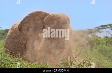 das Gesicht eines afrikanischen Elefanten wird von einer Staubwolke in der wilden Savanne der Büffelquellen des Nationalreservats kenia verdeckt Stockfoto