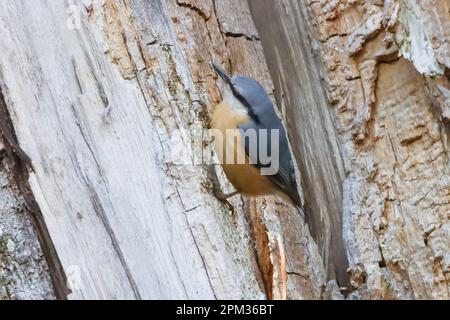 Eine selektive Fokusaufnahme eines eurasischen Nacktstücks auf dem Holz Stockfoto