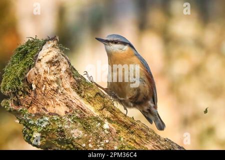 Eine selektive Fokusaufnahme eines eurasischen Nacktstücks auf dem Holz Stockfoto