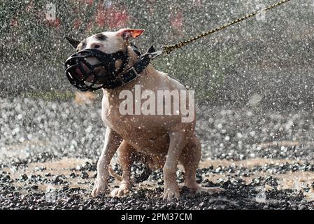 Der Bull Terrier, nass an einem regnerischen Tag. Hund im Regen Stockfoto