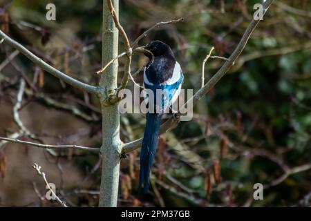 Elster in einem Baum mit einem Zweig im Schnabel, der sich darauf vorbereitet, ein Nest zu bauen Stockfoto