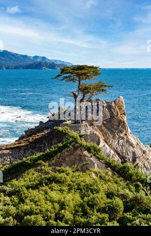 Lone Cypress Tree auf dem 7 Mile Drive. 17 Mile Drive ist eine malerische Straße durch Pebble Beach und Pacific Grove auf der Monterey Peninsula in Northern Califor Stockfoto