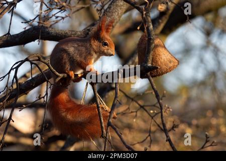 Ein rotes Eichhörnchen, beleuchtet von der aufgehenden Sonne, sitzt auf einem Ast und beobachtet uns. Stockfoto