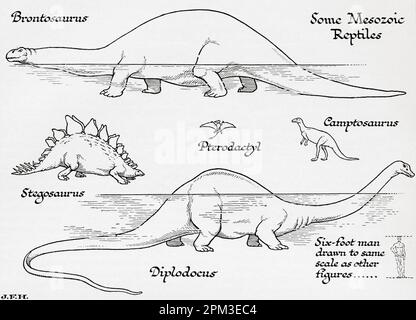 Mesozoische Reptilien. Brontosaurus, Pterodactyl, Campotosaurus, Stegosaurus, Diplodocus. In der Abbildung ist ein 1,80 m großer Mann dargestellt, der auf die gleiche Skala wie andere Figuren gezeichnet ist. Aus dem Buch Outline of History von H.G. Wells, veröffentlicht 1920. Stockfoto