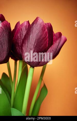 Makroansicht einer wunderschönen Blume roter Tulpen unter dem Licht vor orangefarbenem Hintergrund. Natürlich, Blumen, duftend Stockfoto