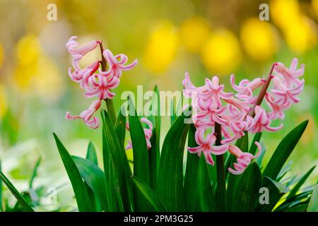 Frühlingsfeld mit blühenden rosa und lila Hyazinthen an sonnigen Tagen in der Natur Stockfoto