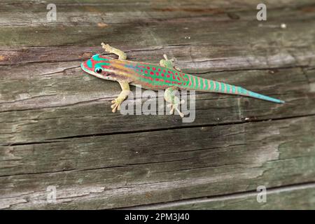 Mauritius kunstvoll verzierter Tagesgecko Phelsuma ornata pn Ile aux Aigrettes, Mauritius Stockfoto