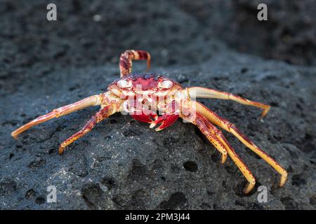 Brillante rote Krabben auf einem Felsen in der Nähe von Mahebourg, Mauritius Stockfoto