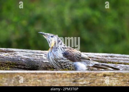 Gelbschwanztaucher, Anthochaera paradoxa, auch bekannt als der lange oder tasmanische Taubkopf, der größte der Honigfresser, und ist in Tasmanien endemisch. Stockfoto