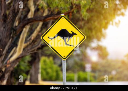 Symbolisches gelbes und schwarzes Schild, das vor Kängurus in der Nähe warnt. Australische Stadt mit Eukalyptusbäumen im Sonnenlicht. Stockfoto