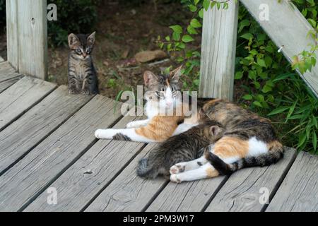 Tabby Kätzchen stillt von seiner Mutter Stockfoto