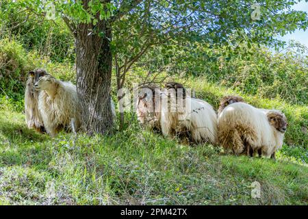 Hornheide mit grosser Wollhaut in der Landschaft Stockfoto