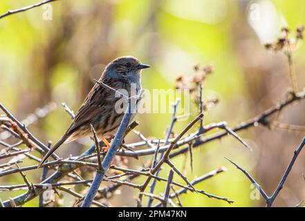 A Dunnock on a thorn Hedge, Arnside, Milnthorpe, Cumbria, UK Stockfoto