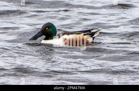 Eine männliche Shoveler-Ente, Leighton Moss, Carnforth, Lancashire, Großbritannien Stockfoto