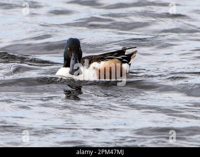 Eine männliche Shoveler-Ente, Leighton Moss, Carnforth, Lancashire, Großbritannien Stockfoto