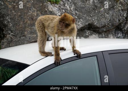 Ein Affe aus Barbary Macaque sitzt auf einem Auto Stockfoto