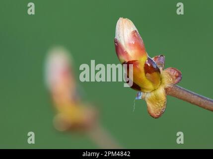 Ein Horse Chestnut Bud im Frühling, Arnside, Milnthorpe, Cumbria, Großbritannien Stockfoto