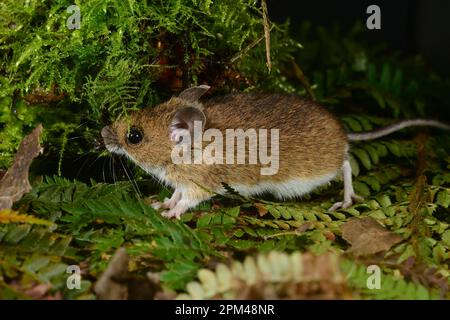 Waldmaus Stockfoto