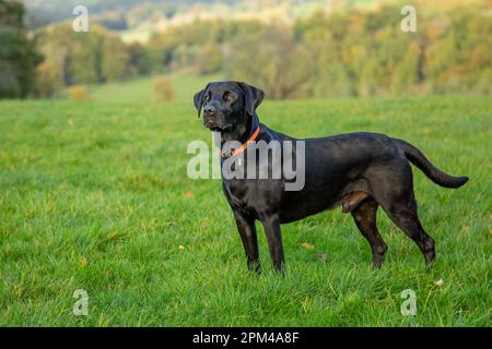 Schwarzer labrador Retriever auf einem Feld, während er mit Schützen trainiert Stockfoto