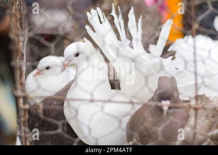 Weiße und braune Tauben in einem Käfig zum Verkauf in einer Tierhandlung/einem Tiermarkt in Indien. Diese ausgefallene Taubenart ist bekannt als Lokka-Taube Stockfoto