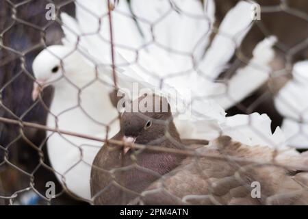 Weiße und braune Tauben in einem Käfig zum Verkauf in einer Tierhandlung/einem Tiermarkt in Indien. Diese ausgefallene Taubenart ist bekannt als Lokka-Taube Stockfoto