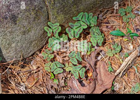Nahaufnahme mit Blick von oben auf den Holzsorrel oxalis ohne Blumen, nur Shamrock-förmige Blätter mit einem roten Streifen, der neben dem wächst Stockfoto