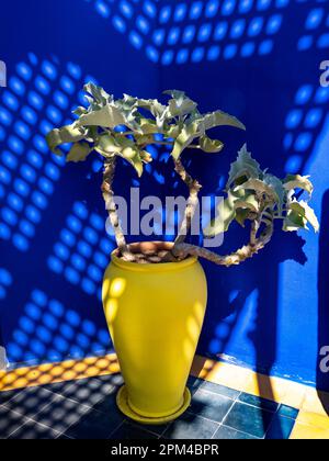 Gelbe Vase auf blauem hintergrund von majorelle Stockfoto
