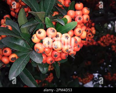 Pyracantha Angustifolia (Narrowleaf Firethorn, Slender Firethorn oder Woolly Firethorn). Stockfoto