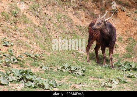 Visayan entdeckte Hirsche in einem Zoo in frankreich Stockfoto