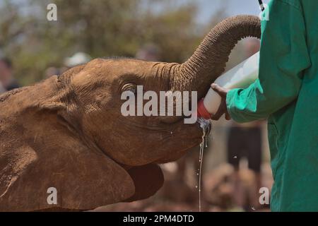 Der junge, verwaiste afrikanische Elefant trinkt Milch aus einer Flasche durch die Hände seines Hüters im Waisenhaus des Sheldrick Wildlife Trust, Nairobi Nursery Unit Stockfoto